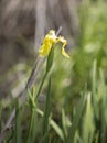 Yellow Flag Iris Flower Royalty Free Stock Photo