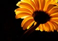 Yellow gerbera flower. Stock Photo Royalty Free Stock Photo