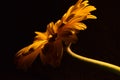 Yellow gerbera flower. Stock Photo Royalty Free Stock Photo