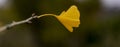 Close up of a single yellow leaf of a Ginkgo biloba tree, Maidenhair tree, Ginkgophyta during the autumn season. Royalty Free Stock Photo