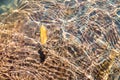 The fallen-down yellow autumn leaf in clear river water Royalty Free Stock Photo