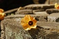 Close up of a single yellow orange hibiscus flower, laying down on a carved stone wall. Bali Royalty Free Stock Photo