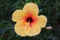 Close up of a single, yellow, orange and red hibiscus in full bloom Royalty Free Stock Photo