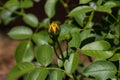 a close up of a single yellow rose bud in the rose garden Royalty Free Stock Photo