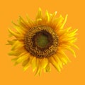 Close up, Single yellow sunflower flower blossom blooming isolated on pure yellow orange background for stock photo, house plants Royalty Free Stock Photo