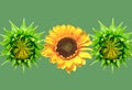 Close up, Single yellow sunflower flower blossom blooming and two young bud isolated on pastel green background for stock photo, Royalty Free Stock Photo