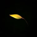 Close up single yellow tulip bud on black background. Royalty Free Stock Photo