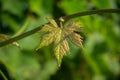 Close Up of Single Young Leaf of Grapes, in a Plantation Grape