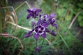 Close up of singled out purple Aquilegia flowers on blurred green grass background