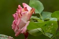 close up of pink and hot pink rose