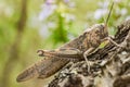 Brown grasshopper insect, Chorthippus brunneus