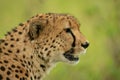 Close-up of sitting cheetah with grassy background