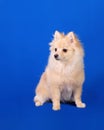 Close-up of a sitting pomeranian puppy on a homogeneous background