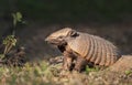 Close up of a Six-banded armadillo