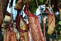 Close up of six red and green Pitcher Plant, Nepenthes maxima, cups with a blurred background Royalty Free Stock Photo