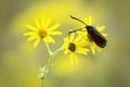 Close-up Six-spot burnet Zygaena filipendulae on narrow-leaved ragwort Senecio inaequidens