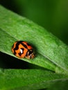 Close-up Of A Six Spotted Zigzag Ladybird On A Leaf Royalty Free Stock Photo