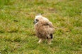 Close-up of a six week old owl chick eagle owl. The bird is outside alone for the first time