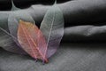 Close up Skeleton Leaves Put in Heart Shape