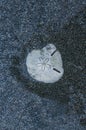 Close-up of skeleton of sand dollar, species of tropical sea urchin, against black sand beach.