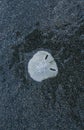 Close-up of skeleton of sand dollar, species of tropical sea urchin, against black sand beach.