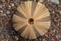 Close up of skeletons of a See urchins in shades of brown and black color. Detail of brown and black colored shells on the wet Royalty Free Stock Photo
