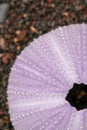 Close up of skeletons of a See urchins in shades of purple color. Detail of Violet colored shells on the wet sand background. Top Royalty Free Stock Photo