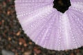 Close up of skeletons of a See urchins in shades of purple color. Detail of Violet colored shells on the wet sand background. Top Royalty Free Stock Photo