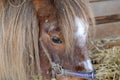 Close up of a skewbald shetland pony face in stable with purple