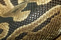 Close up skin Ball python snake skin Royalty Free Stock Photo