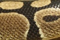 Close up skin Ball python snake skin Royalty Free Stock Photo