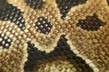 Close up skin Ball python snake skin Royalty Free Stock Photo