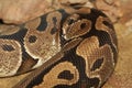 Close up skin Ball python snake skin Royalty Free Stock Photo