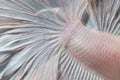Close up skin of Betta fish