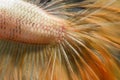 Close up skin of Betta fish