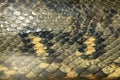 Close up skin burmese python Royalty Free Stock Photo