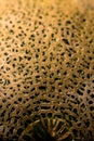 Close up skin of cantaloupe melon for the background and texture Royalty Free Stock Photo
