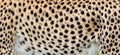 Close-up skin of a cheetah