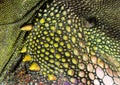 Close-up of the skin of a Chinese water dragon, Physignathus cocincinus Royalty Free Stock Photo