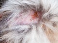 Close up the skin and dog hair,this show the Dermatitis in dog and Disease on dog skin,bald patchy area of the skin in dogs, alope