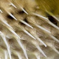 Close-up on a skin of fish Royalty Free Stock Photo
