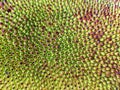 Close up skin of a jackfruit, green, spiny and blunt