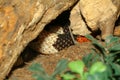 Close up skin mexican milk snake in cave Royalty Free Stock Photo