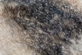 Close-up of the skin of a wild wolf or domestic dog. Thick fur is covered with snow. Gray and beige background colors