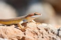 close-up of a skink on a rough desert rock