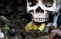 Close up of Skull biting bitcoin on the ground Leaves dry on the ground and the side of the skull and Golden bitcoin. The concept