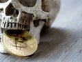 Close up of Skull biting Golden bitcoin on wooden table. The concept of investment and Fluctuation of bitcoin and cryptocurrency.