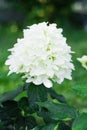 Close Up of Skyfall Hydrangea with White Blossoms Royalty Free Stock Photo