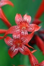 Close-up of a Skyrocket Flower