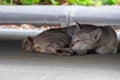 Close up of sleep cat on ground Royalty Free Stock Photo